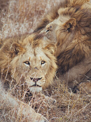 pride of male lions in grass