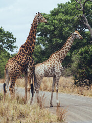 giraffe in the savannah