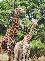 giraffe in the wild