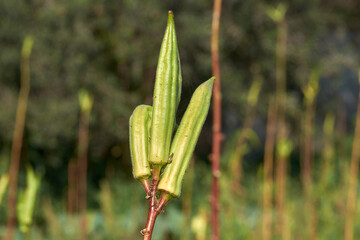 Okra, Abelmoschus esculentus,