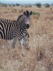 Fototapeta na wymiar zebras in the kruger