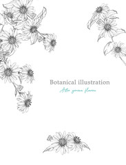 ボタニカルアートのフレーム　ヨメナ線画 Botanical illustration