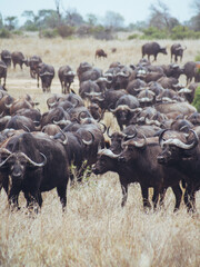 cape buffalo crossing river kruger © Timothy