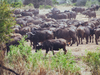 herd of cape buffalo in kruger