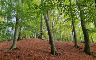 Polish beech forest in autumn