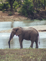 elephant in the water in kruger