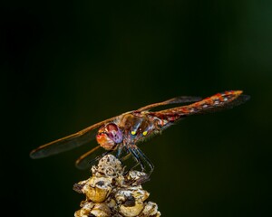 Macro shot of a dragonfly against blurred background