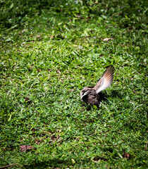 spotted dove taking a nap on green grass at sunny day