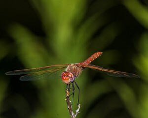 Macro shot of a dragonfly against blurred background
