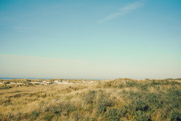 Fototapeta premium north german dune landscape on with meadow in sunlight