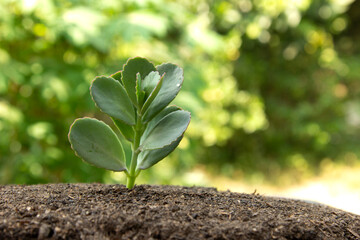 A Beautiful nature green leafs plant growing up from a background.