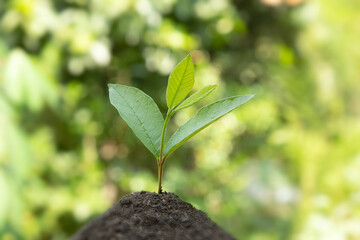 A green seed is growing from the ground, for Eco technology with small Tree Growth In nature.
