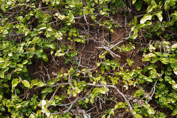 Floral abstract. Green background, wallpaper concept, nature leaf background.