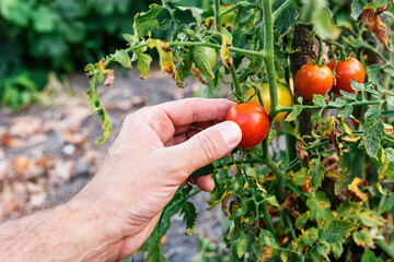 Closeup of farmer hand picking ripe tomato fruit in organic garden