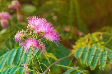 Mimosa or Persian silk tree (Albizia julibrissin) in bloom with beautiful pink flowers