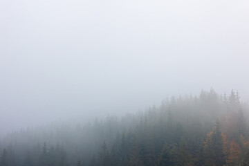 Fototapeta premium Foggy autumn mountain landscape with spruce forest.