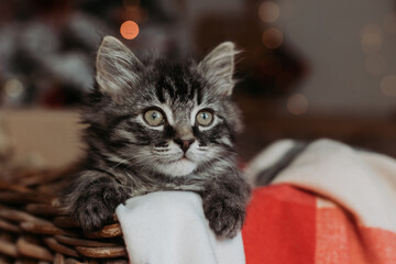 a cute gray kitten is sitting in a basket and a blanket at home in the evening against the background of a Christmas tree, horizontal photo. New Year's card, year of the cat
