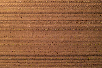 Top view of small corn sprouts in field with roe deer footprints in soil, cultivated landscape from above