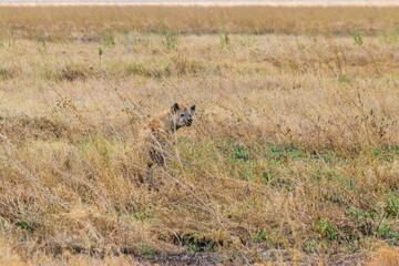 Spotted hyena (Crocuta crocuta), also known as the laughing hyena, in Serengeti National park in Tanzania