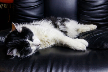 Young cat in a black leather armchair