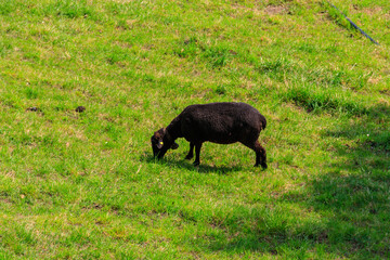 Black sheep grazing on a green alpine meadow