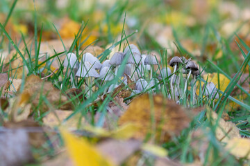 a group of filigree small mushrooms, on the forest floor in soft light. Macro shot