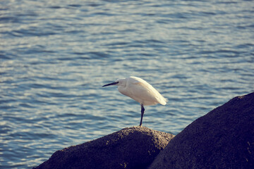 Aigrette de profil . © Richard