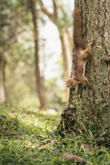 Plantain squirrel on a tree descending to the ground