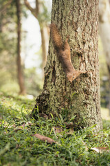 Plantain squirrel on a tree descending to the ground