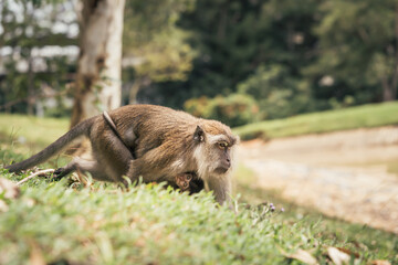 Long-tailed macaque monkey carrying baby found in Malaysia. The newborn monkey clings to its mother’s belly.