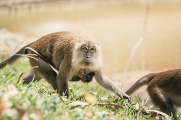 Fototapeta premium Long-tailed macaque monkey carrying baby found in Malaysia. The newborn monkey clings to its mother’s belly.