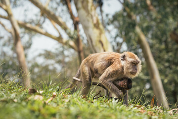 Long-tailed macaque monkey carrying baby found in Malaysia. The newborn monkey clings to its mother’s belly.