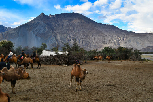 Beautiful but remote, Hunder village sits like an oasis in the middle of cold desert in Nubra valley, Ladakh - India