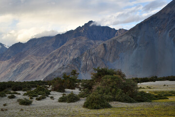 Beautiful but remote, Hunder village sits like an oasis in the middle of cold desert in Nubra valley, Ladakh - India