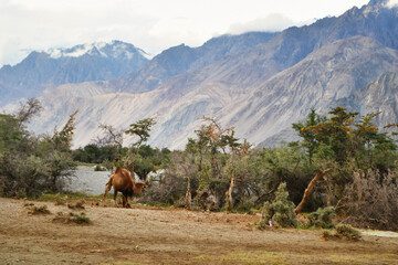Beautiful but remote, Hunder village sits like an oasis in the middle of cold desert in Nubra valley, Ladakh - India