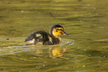 Wild duck or mallard, Anas platyrhynchos family with young goslings at a lake in Munich, Germany