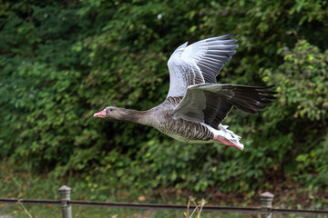 The flying greylag goose, Anser anser is a species of large goose