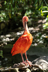 Scarlet ibis, Eudocimus ruber. Wildlife animal in the zoo