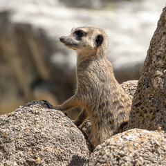Meerkat, Suricata suricatta sitting on a stone and looking into the distance