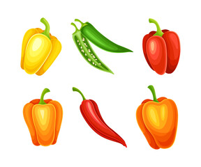 Sweet and hot chili peppers set. Red, yellow and green whole vegetables vector illustration