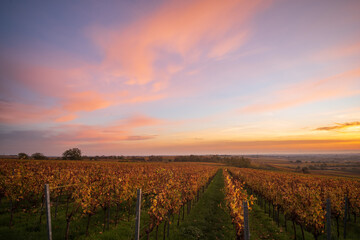 fall sunrise over the vinyards