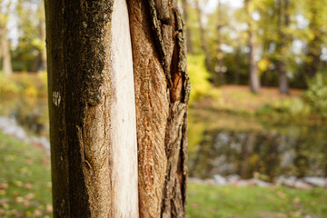 Baum am See