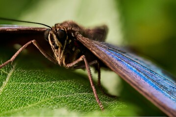 Soft focus of a butterfly on a leaf at the Papiliorama Zoo in Switzerland