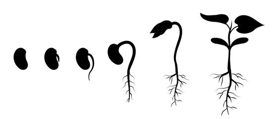 Bean seed germination step by step. Appearance of roots in plant. Silhouette of sprout development - obrazy, fototapety, plakaty