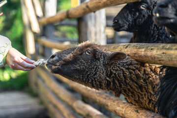 A woman feeds a sheep in a zoo, close-up.