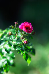 pink rose in garden