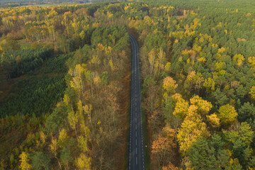 Rozległa równina porośnięta mieszanym, iglasto liściastym lasem. Środkiem przebiega asfaltowa droga. Jest jesień liście mają żółty i brązowy kolor. Zdjęcie z drona. - 542370892