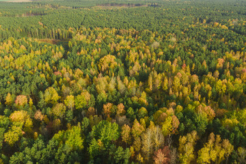 Rozległa równina porośnięta mieszanym, iglasto liściastym lasem. Jest jesień, igły mają zielony kolor, liście są żółte i brązowe. Jest słoneczny dzień. Zdjęcie z drona. - 542371057