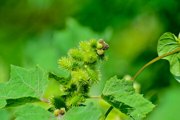 Rough cocklebur ( Xanthium strumarium) on garden, seed are medicinal