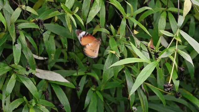Plain tiger butterfly (Danaus chrysippus) flying over plants